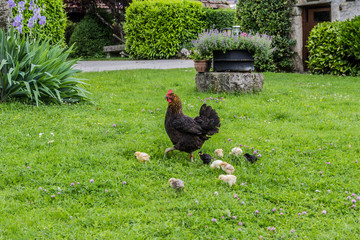 La poule et les poussins à la ferme © Gerald Villena