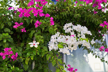Fototapeta na wymiar blooming white and purple bougainvillea closeup