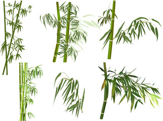 isolated set of green bamboo branches