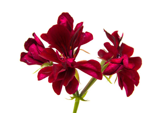 dear red pelargonium