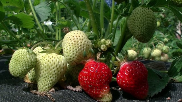 strawberry ripens 02/Strawberries growing at Agrotextile