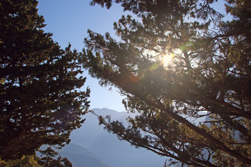 Sunrise in a mountain forest