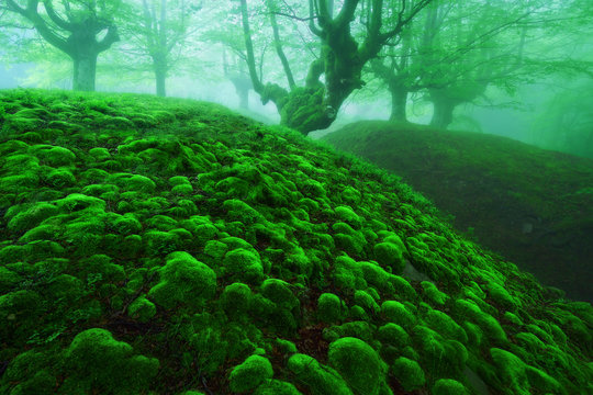 Fototapeta magic deep forest with moss bubbles