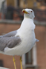 seagull posing for the photographer