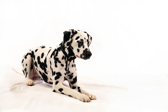 cane dalmata