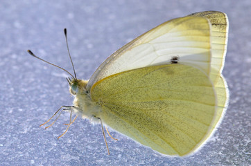 Butterfly sit on ice. Russian nature