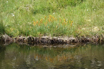 Bog Asphodel