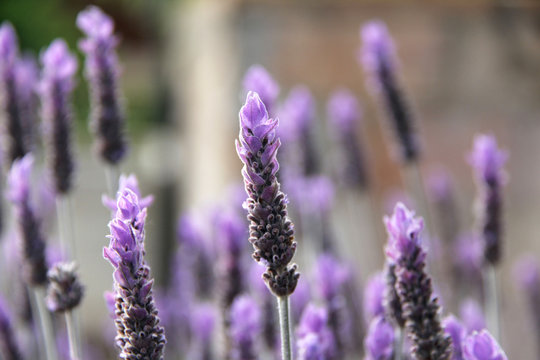  lavanda, alhucema, espliego o cantueso