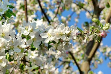 Apple Tree Branches With Blooming Flowers On Blue Sky Background