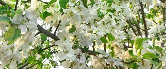 Apple Tree Orchard With Blooming Flowers Background