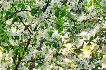 Apple Tree Orchard With Blooming Flowers Background
