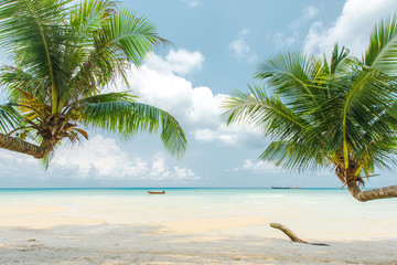 Coconut palm tree at the beautiful beach