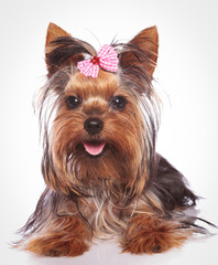 Naklejka premium happy yorkshire terrier puppy dog lye down
