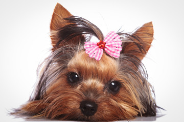 yorkshire terrier puppy dog is lying down to rest