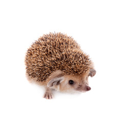 Obraz premium Long-eared hedgehog on white