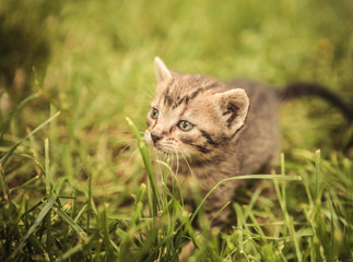 Naklejka na ściany i meble curious little baby cat in the grass