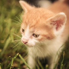 closeup picture of a baby cat looking away