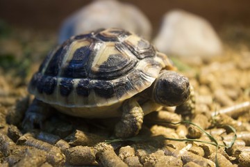 Obraz premium tortoise