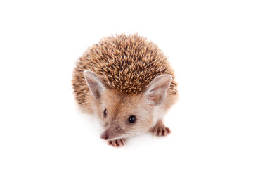Obraz premium Long-eared hedgehog on white