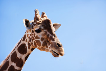 African Giraffe