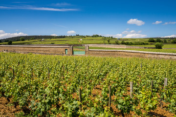 vignes en Bourgogne