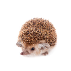 Long-eared hedgehog on white