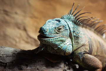 Blue Brown Iguana