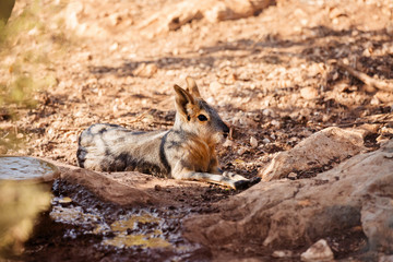 Patagonian Mara