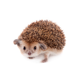 Long-eared hedgehog on white