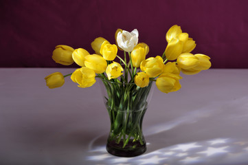 beauty, flower, stil life, tulips, yellows,