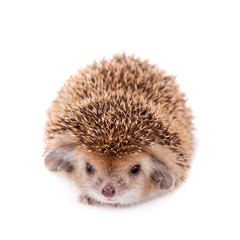 Long-eared hedgehog on white