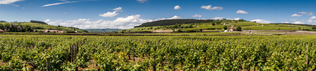 Fototapeta na wymiar vignes en Bourgogne