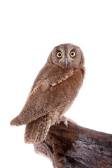 The European scops owl on white