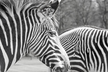 Obraz na płótnie Canvas Zebra, close up profile
