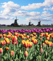 Paysage fantastique avec moulins à vent et champ de tulipes (détente,