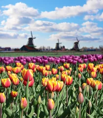 Fotobehang Tulp Fantastisch landschap met windmolens en tulpenveld (ontspanning,