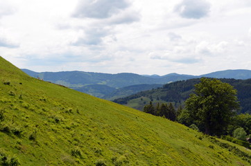 Blick auf den Schwarzwald von Todtnau