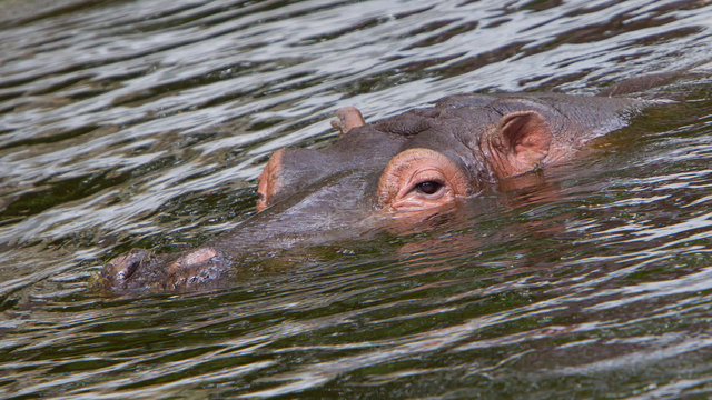 Hippo face in the water