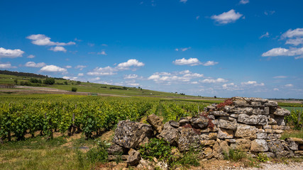 vignes en Bourgogne