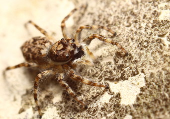 Bug, Insect photo of small animal , Thai insect 