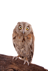 The European scops owl on white