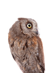 The European scops owl on white