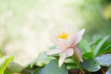 Fototapeta premium Pink Lotus flower