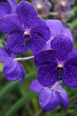 Orchidea viola