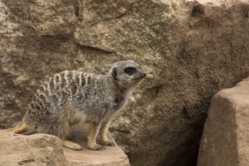 Fototapeta premium meerkat