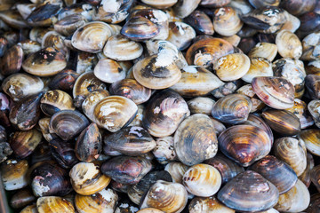 Shellfish in fresh seafood market