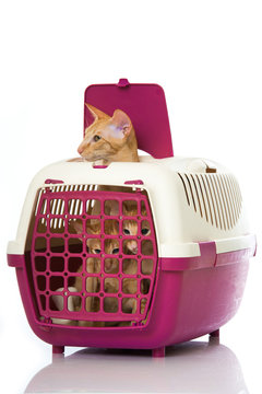 Katzen in Transportbox