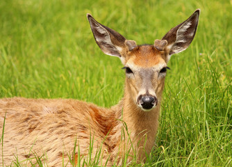 Naklejka na ściany i meble White-tailed deer lying in the grass