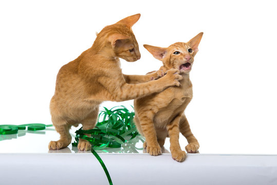 Tier Raufen รูปภาพRaufen – เลือกดูภาพถ่ายสต็อก เวกเตอร์ และวิดีโอ1,306 | Adobe Stock