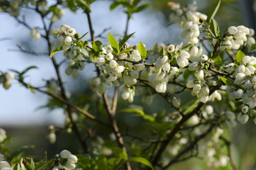 Canadian blueberries flowers